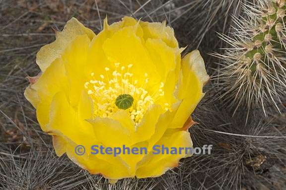 opuntia polycantha var erinacea 3 graphic